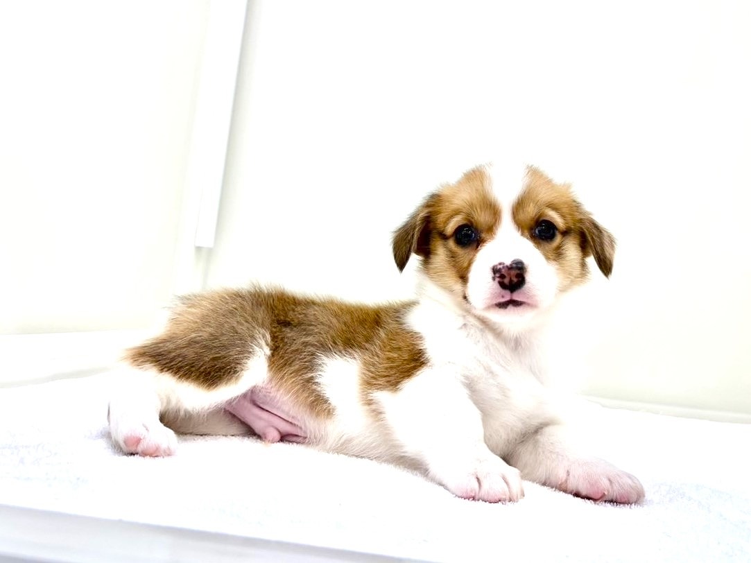 東京都のウェルシュコーギーペンブローク (かねだい本町田店/2025年10月19日生まれ/男の子/レッドホワイト)の子犬の1枚目の画像