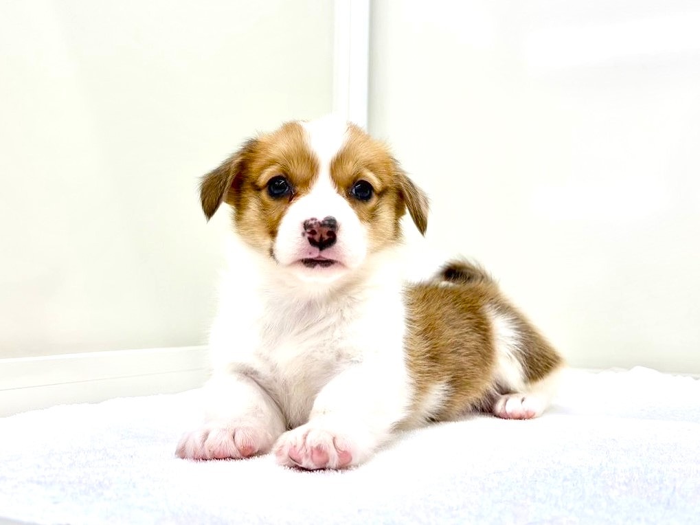 東京都のウェルシュコーギーペンブローク (かねだい本町田店/2025年10月19日生まれ/男の子/レッドホワイト)の子犬の2枚目の画像