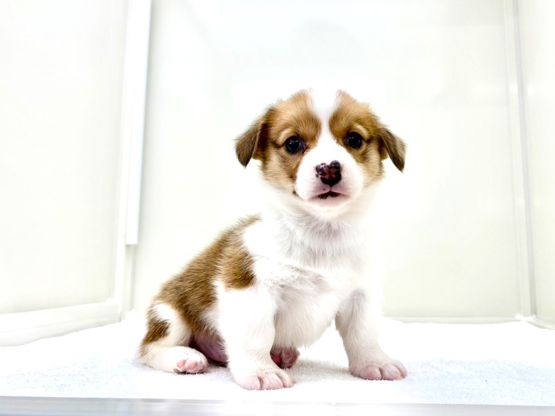 東京都のウェルシュコーギーペンブローク (かねだい本町田店/2025年10月19日生まれ/男の子/レッドホワイト)の子犬の3枚目の画像