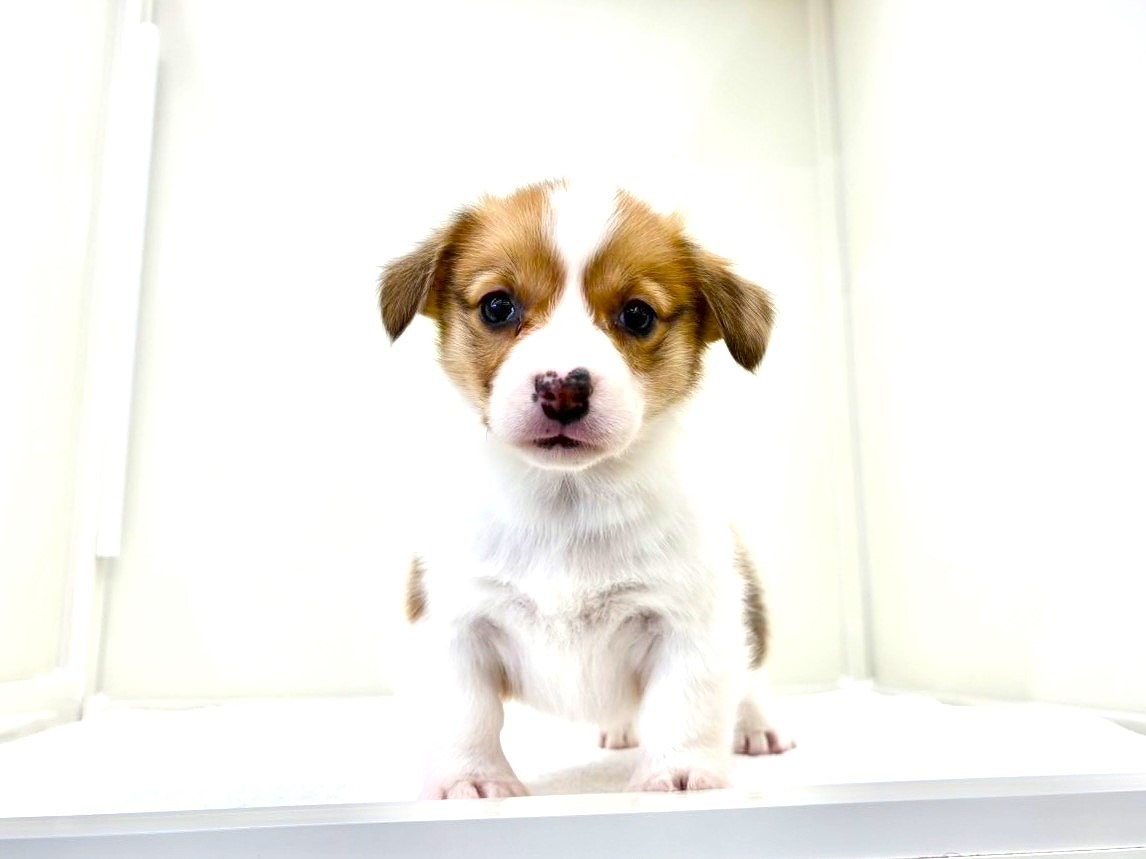 東京都のウェルシュコーギーペンブローク (かねだい本町田店/2025年10月19日生まれ/男の子/レッドホワイト)の子犬の4枚目の画像