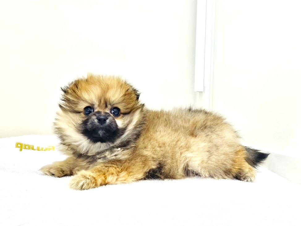 東京都のペキポメ/ポメペキ(ペキニーズ×ポメラニアン) (かねだい本町田店/2025年9月25日生まれ/女の子/オレンジ)の子犬の1枚目の画像