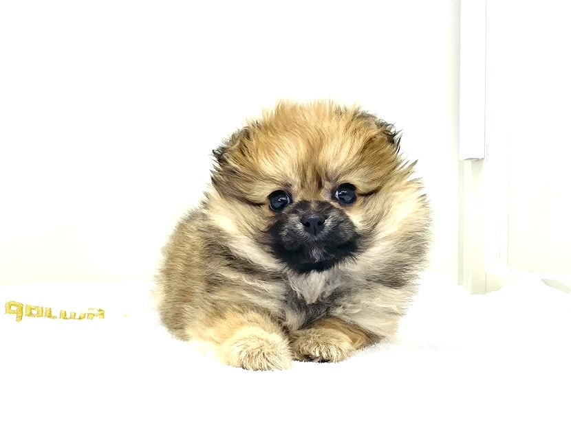 東京都のペキポメ/ポメペキ(ペキニーズ×ポメラニアン) (かねだい本町田店/2025年9月25日生まれ/女の子/オレンジ)の子犬の2枚目の画像