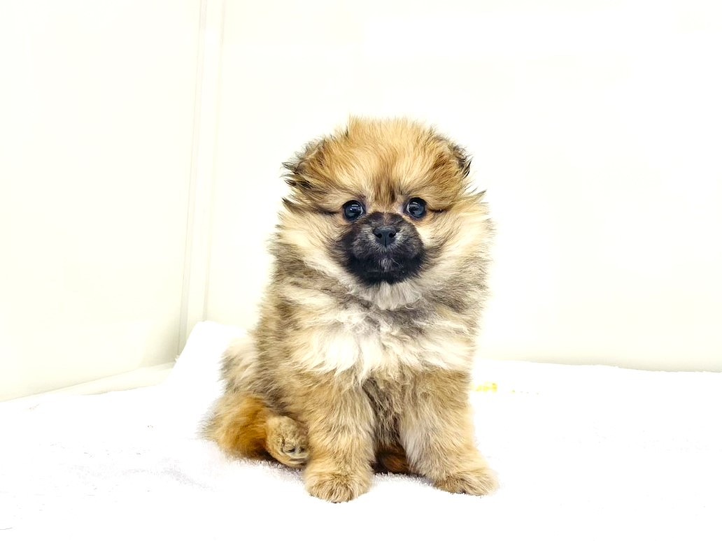 東京都のペキポメ/ポメペキ(ペキニーズ×ポメラニアン) (かねだい本町田店/2025年9月25日生まれ/女の子/オレンジ)の子犬の3枚目の画像