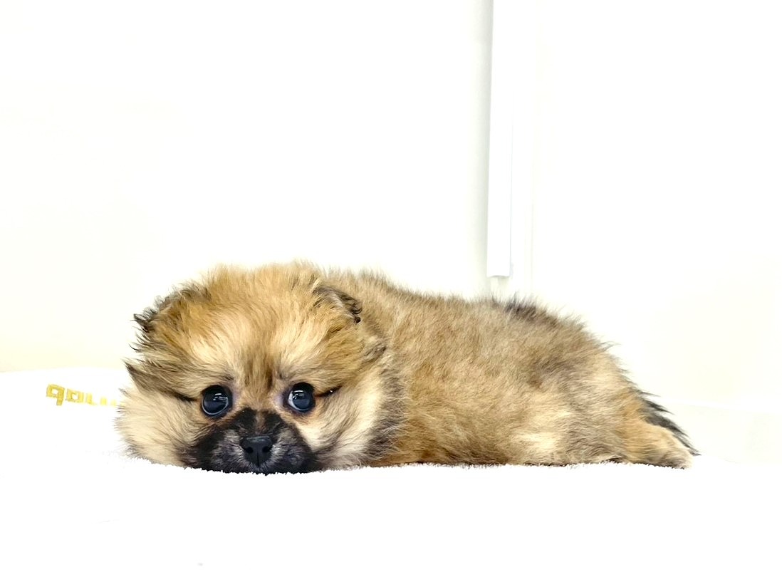 東京都のペキポメ/ポメペキ(ペキニーズ×ポメラニアン) (かねだい本町田店/2025年9月25日生まれ/女の子/オレンジ)の子犬の4枚目の画像