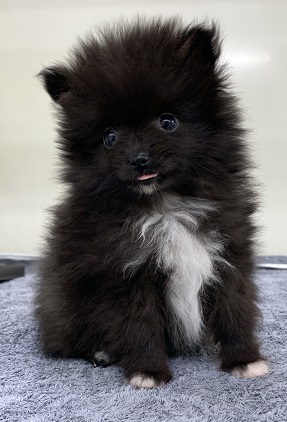 神奈川県のポメラニアン (かねだい伊勢原店/2025年10月12日生まれ/女の子/ブラックホワイト)の子犬の1枚目の画像