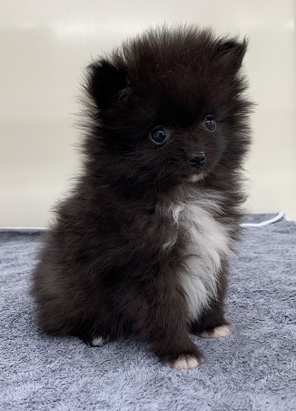 神奈川県のポメラニアン (かねだい伊勢原店/2025年10月12日生まれ/女の子/ブラックホワイト)の子犬の2枚目の画像