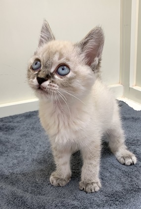 神奈川県のトイボブ (かねだい伊勢原店/2025年10月8日生まれ/男の子/シールリンクスポイント)の子猫