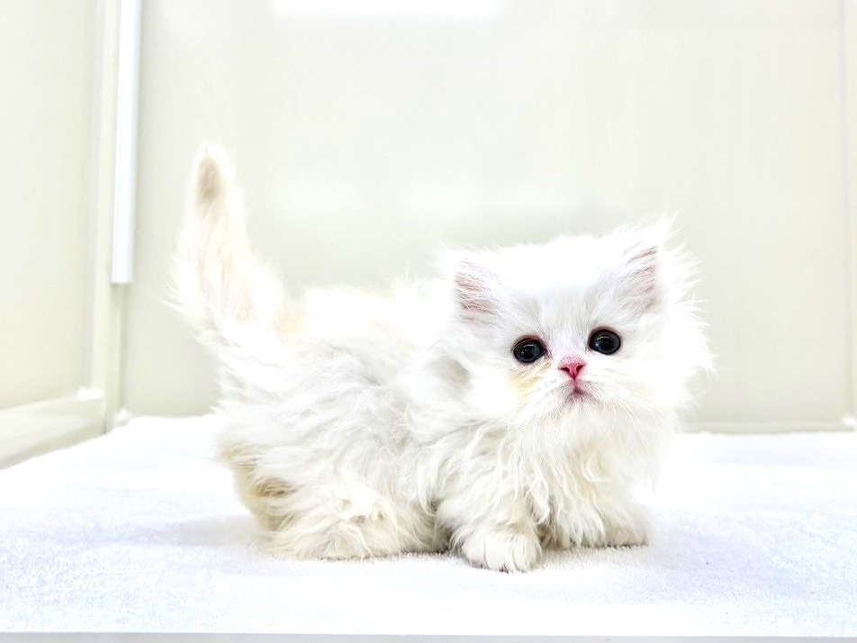 東京都のミヌエット (かねだい本町田店/2025年10月19日生まれ/男の子/クリームホワイト)の子猫の1枚目の画像