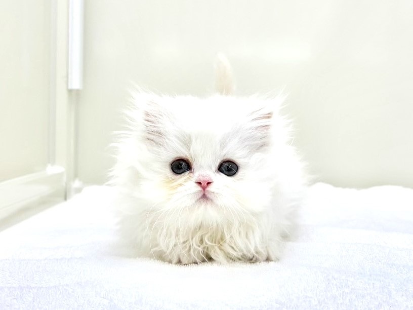 東京都のミヌエット (かねだい本町田店/2025年10月19日生まれ/男の子/クリームホワイト)の子猫の2枚目の画像