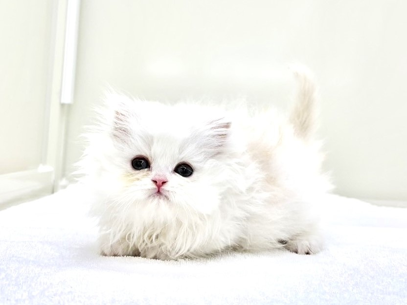 東京都のミヌエット (かねだい本町田店/2025年10月19日生まれ/男の子/クリームホワイト)の子猫の3枚目の画像