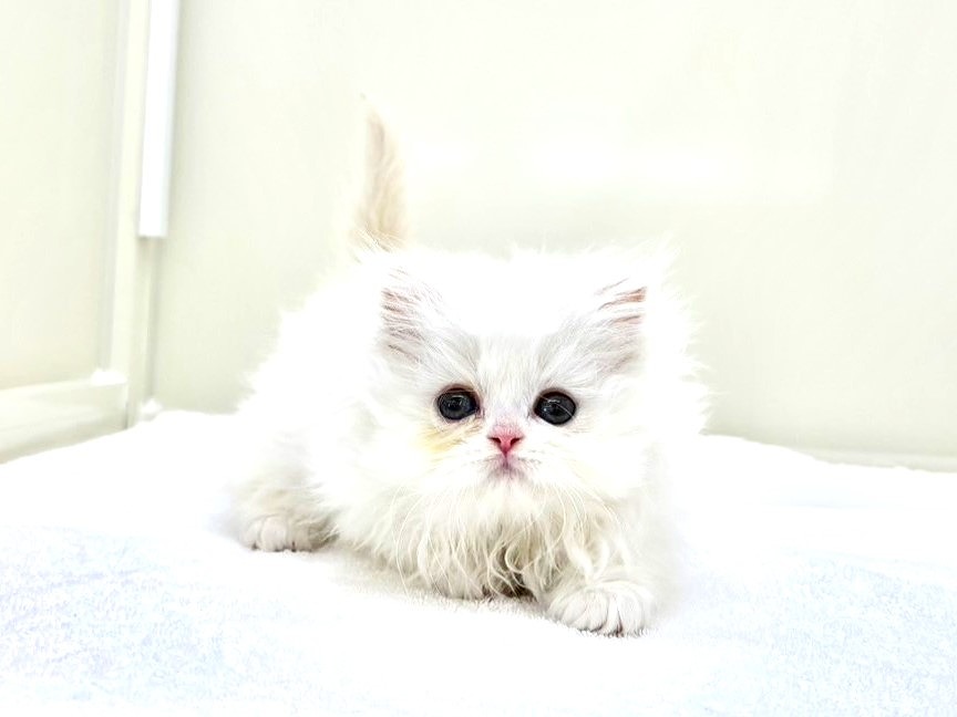 東京都のミヌエット (かねだい本町田店/2025年10月19日生まれ/男の子/クリームホワイト)の子猫の4枚目の画像