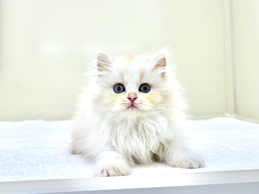 東京都のミヌエット (かねだい本町田店/2025年10月19日生まれ/男の子/クリームホワイト)の子猫の1枚目の画像