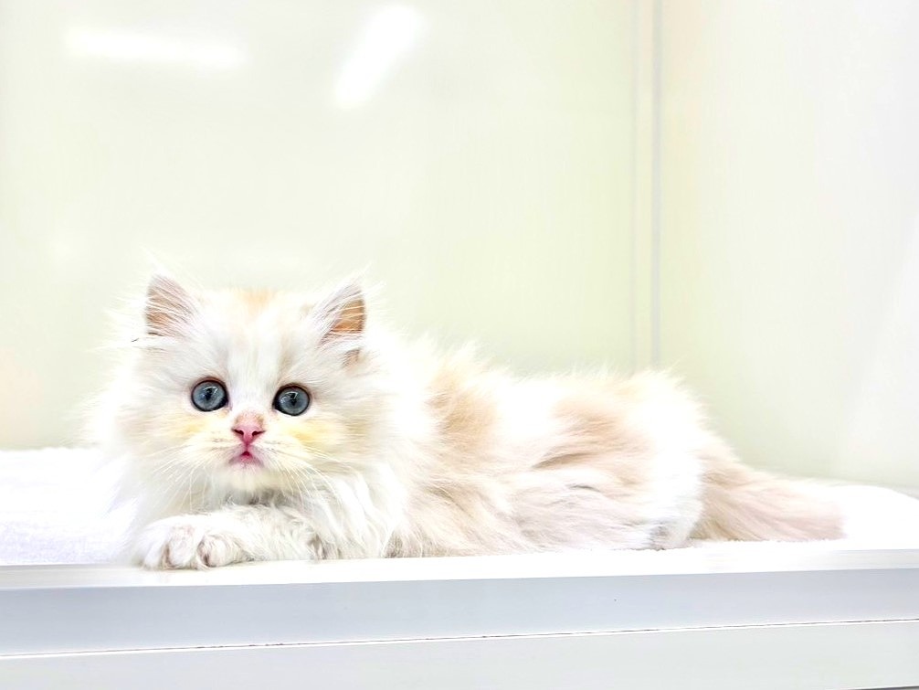 東京都のミヌエット (かねだい本町田店/2025年10月19日生まれ/男の子/クリームホワイト)の子猫の2枚目の画像