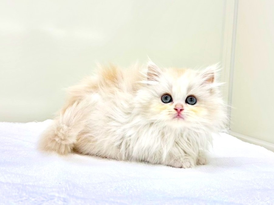 東京都のミヌエット (かねだい本町田店/2025年10月19日生まれ/男の子/クリームホワイト)の子猫の3枚目の画像