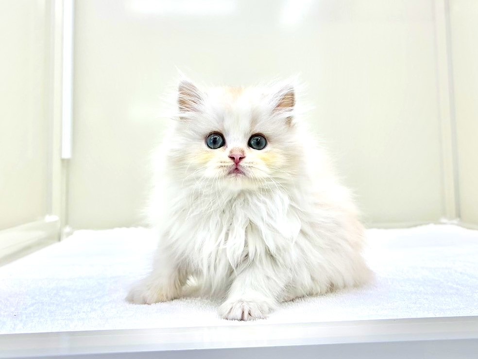 東京都のミヌエット (かねだい本町田店/2025年10月19日生まれ/男の子/クリームホワイト)の子猫の4枚目の画像