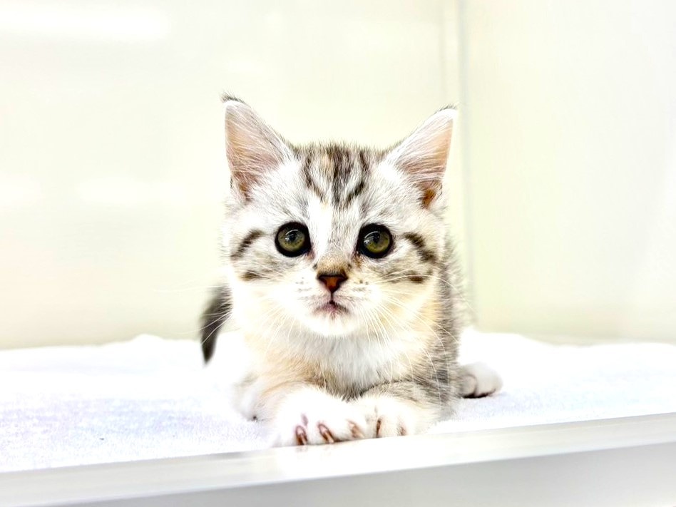 東京都のスコティッシュフォールド (かねだい本町田店/2025年10月19日生まれ/女の子/シルバーパッチドタビーホワイト)の子猫の1枚目の画像