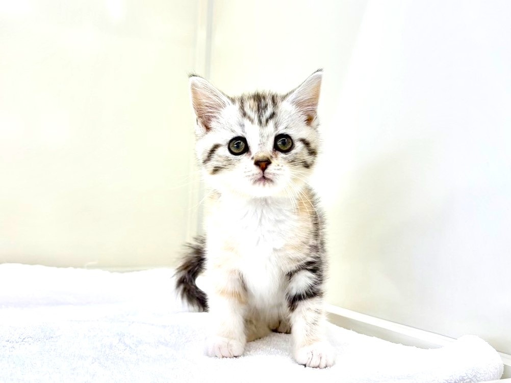 東京都のスコティッシュフォールド (かねだい本町田店/2025年10月19日生まれ/女の子/シルバーパッチドタビーホワイト)の子猫の3枚目の画像