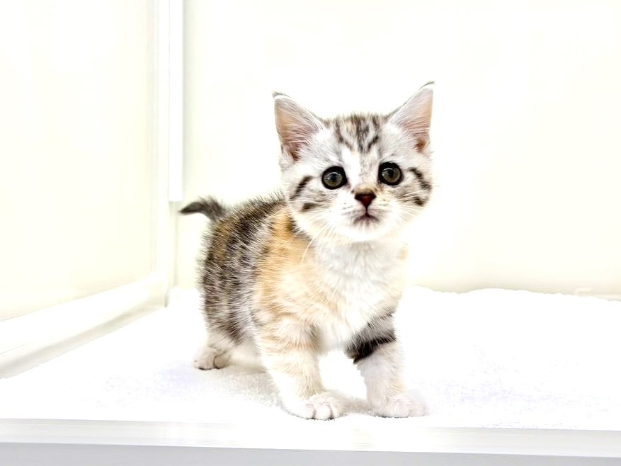 東京都のスコティッシュフォールド (かねだい本町田店/2025年10月19日生まれ/女の子/シルバーパッチドタビーホワイト)の子猫の4枚目の画像