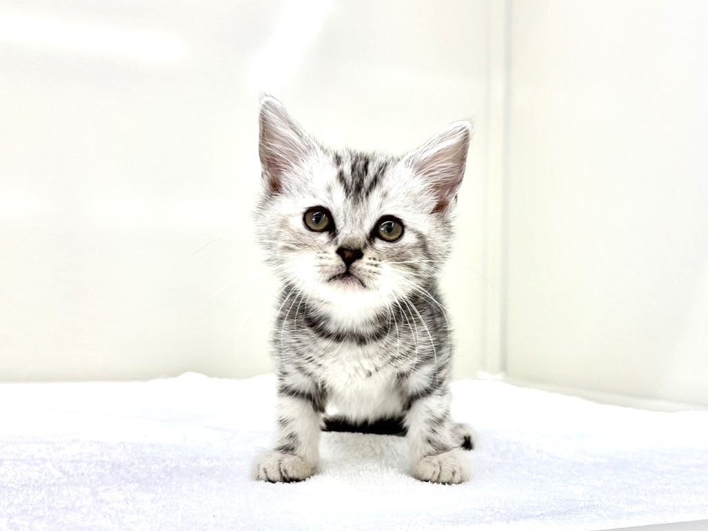 東京都のアメリカンショートヘアー (かねだい本町田店/2025年10月19日生まれ/女の子/シルバータビー)の子猫の1枚目の画像