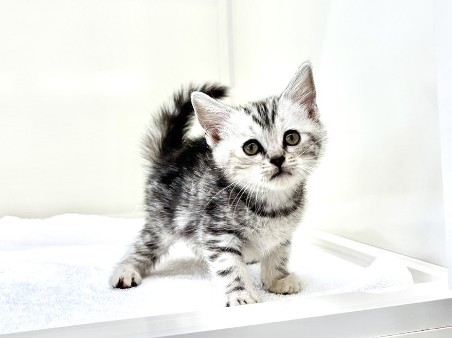 東京都のアメリカンショートヘアー (かねだい本町田店/2025年10月19日生まれ/女の子/シルバータビー)の子猫の2枚目の画像