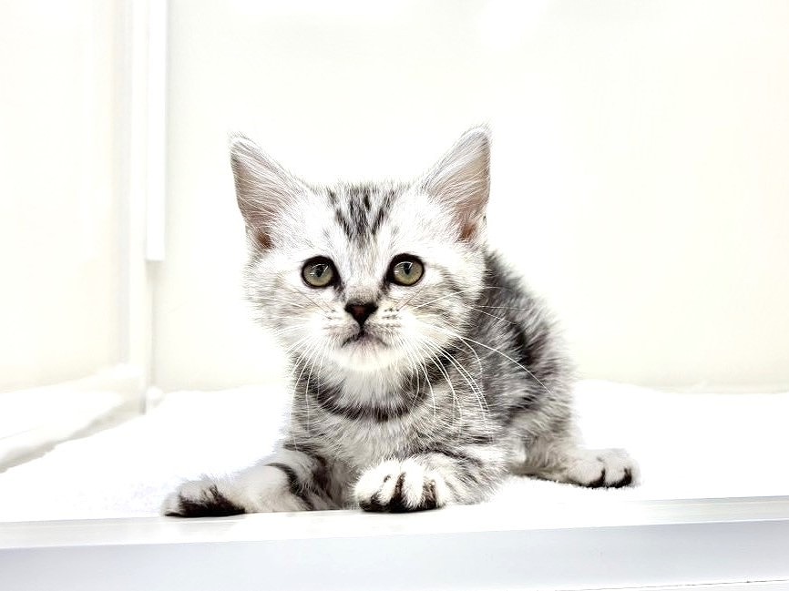 東京都のアメリカンショートヘアー (かねだい本町田店/2025年10月19日生まれ/女の子/シルバータビー)の子猫の3枚目の画像