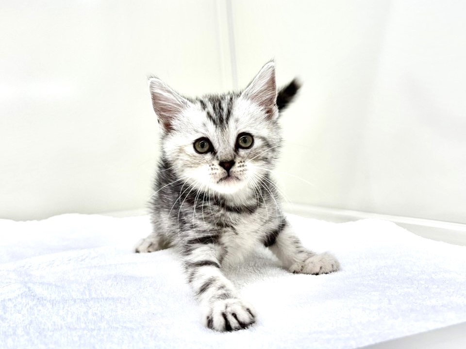 東京都のアメリカンショートヘアー (かねだい本町田店/2025年10月19日生まれ/女の子/シルバータビー)の子猫の4枚目の画像