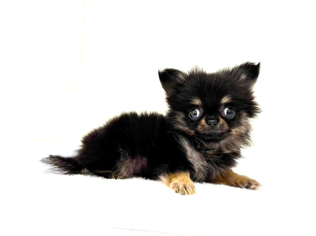 東京都のポメチワ/チワポメ/ポメチー(ポメラニアン×チワワ) (かねだい本町田店/2025年10月17日生まれ/女の子/ブラックタン)の子犬の1枚目の画像