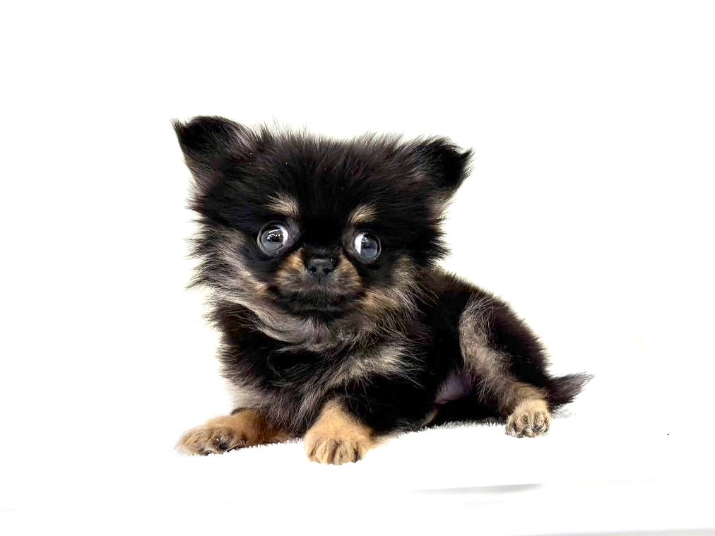 東京都のポメチワ/チワポメ/ポメチー(ポメラニアン×チワワ) (かねだい本町田店/2025年10月17日生まれ/女の子/ブラックタン)の子犬の3枚目の画像