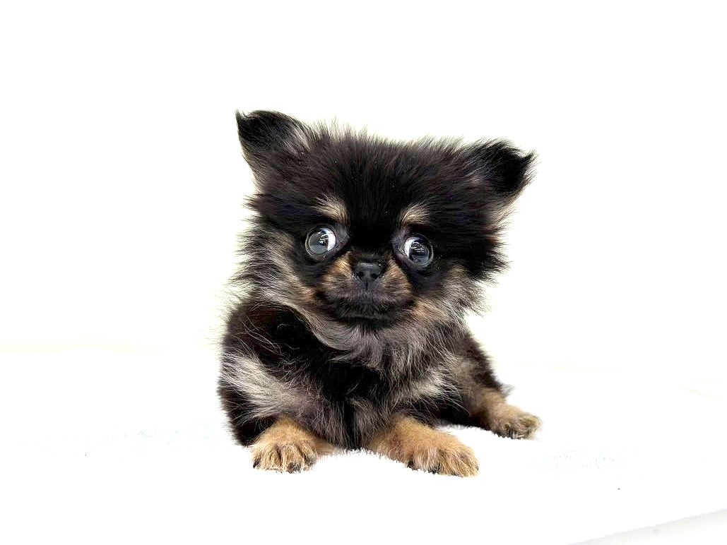 東京都のポメチワ/チワポメ/ポメチー(ポメラニアン×チワワ) (かねだい本町田店/2025年10月17日生まれ/女の子/ブラックタン)の子犬の4枚目の画像