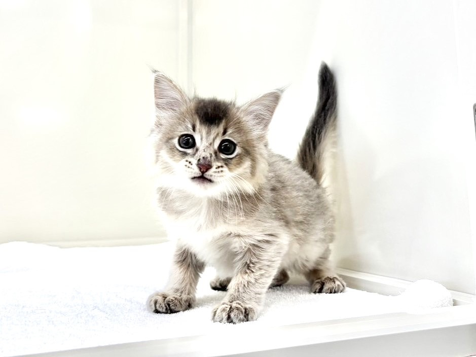 東京都のソマリ (かねだい本町田店/2025年10月18日生まれ/男の子/ブルー)の子猫の1枚目の画像