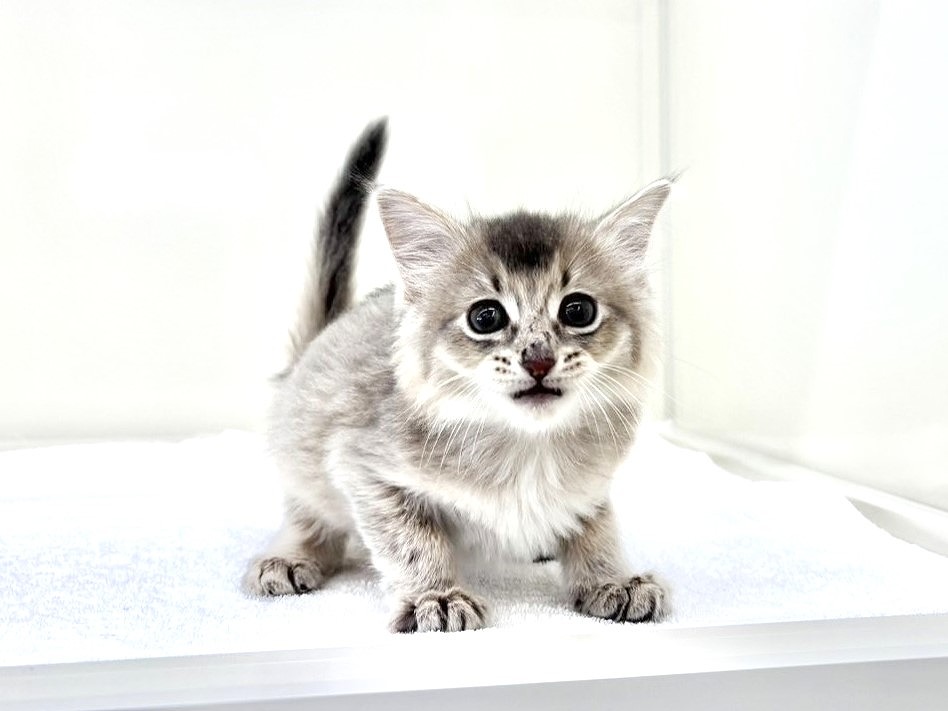 東京都のソマリ (かねだい本町田店/2025年10月18日生まれ/男の子/ブルー)の子猫の2枚目の画像