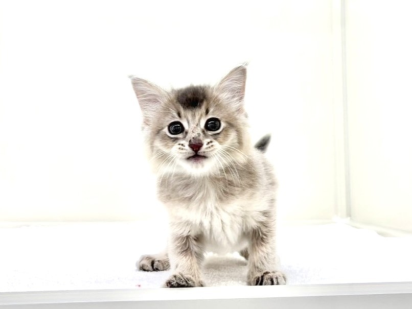 東京都のソマリ (かねだい本町田店/2025年10月18日生まれ/男の子/ブルー)の子猫の3枚目の画像