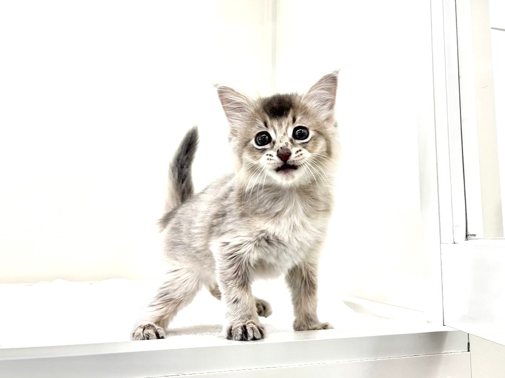 東京都のソマリ (かねだい本町田店/2025年10月18日生まれ/男の子/ブルー)の子猫の4枚目の画像