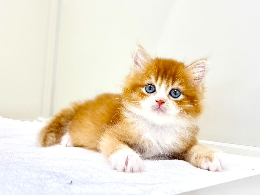 東京都のマンチカン (かねだい本町田店/2025年10月19日生まれ/男の子/レッドホワイト)の子猫の1枚目の画像