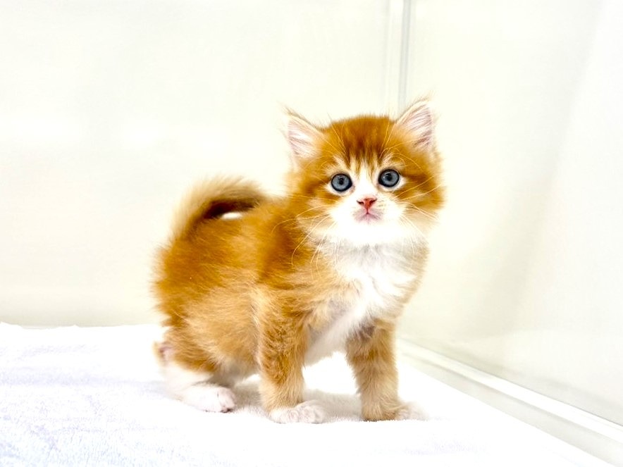 東京都のマンチカン (かねだい本町田店/2025年10月19日生まれ/男の子/レッドホワイト)の子猫の2枚目の画像