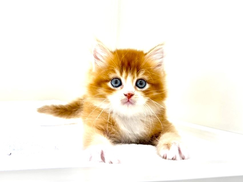 東京都のマンチカン (かねだい本町田店/2025年10月19日生まれ/男の子/レッドホワイト)の子猫の3枚目の画像