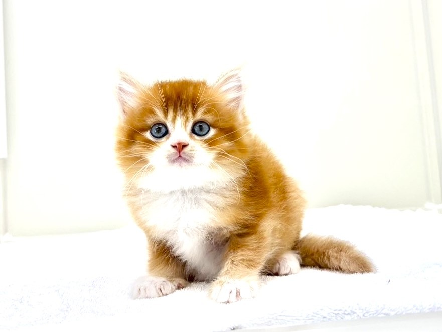 東京都のマンチカン (かねだい本町田店/2025年10月19日生まれ/男の子/レッドホワイト)の子猫の4枚目の画像