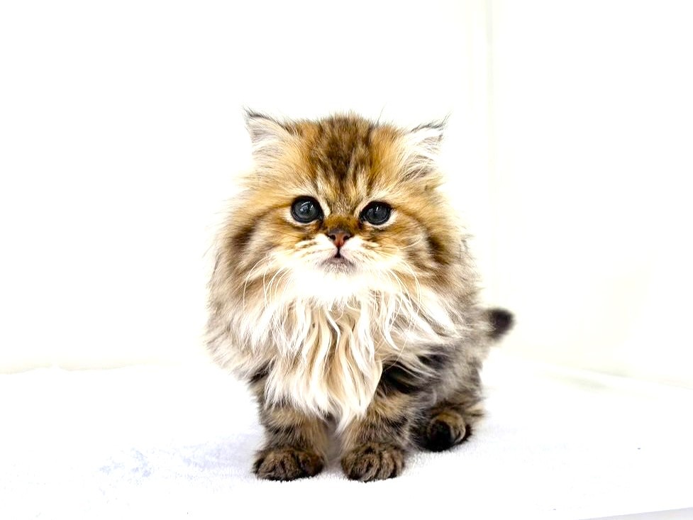 東京都のミヌエット (かねだい本町田店/2025年10月3日生まれ/男の子/ブラウンタビー)の子猫の1枚目の画像