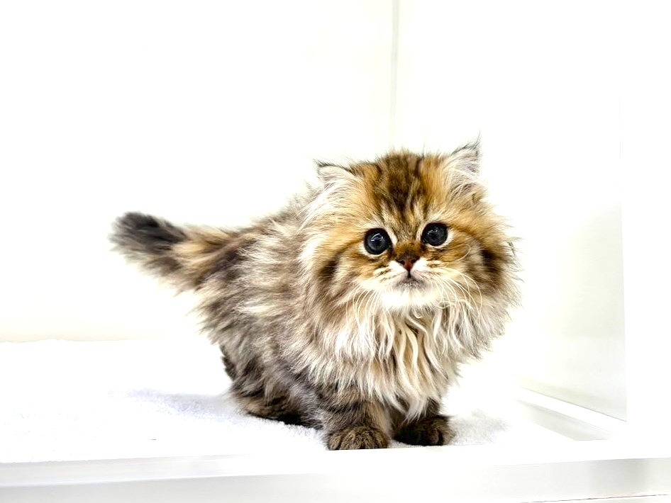 東京都のミヌエット (かねだい本町田店/2025年10月3日生まれ/男の子/ブラウンタビー)の子猫の2枚目の画像