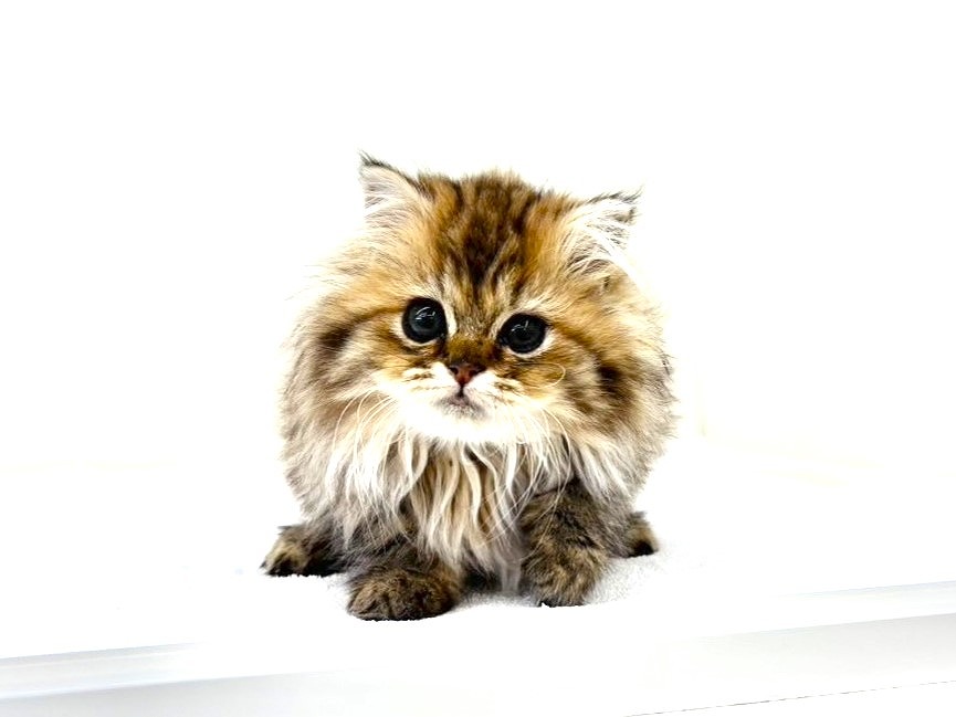 東京都のミヌエット (かねだい本町田店/2025年10月3日生まれ/男の子/ブラウンタビー)の子猫の3枚目の画像