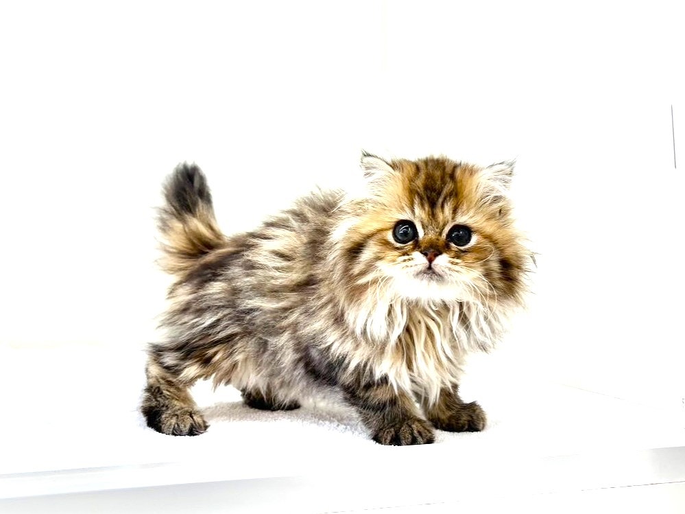 東京都のミヌエット (かねだい本町田店/2025年10月3日生まれ/男の子/ブラウンタビー)の子猫の4枚目の画像