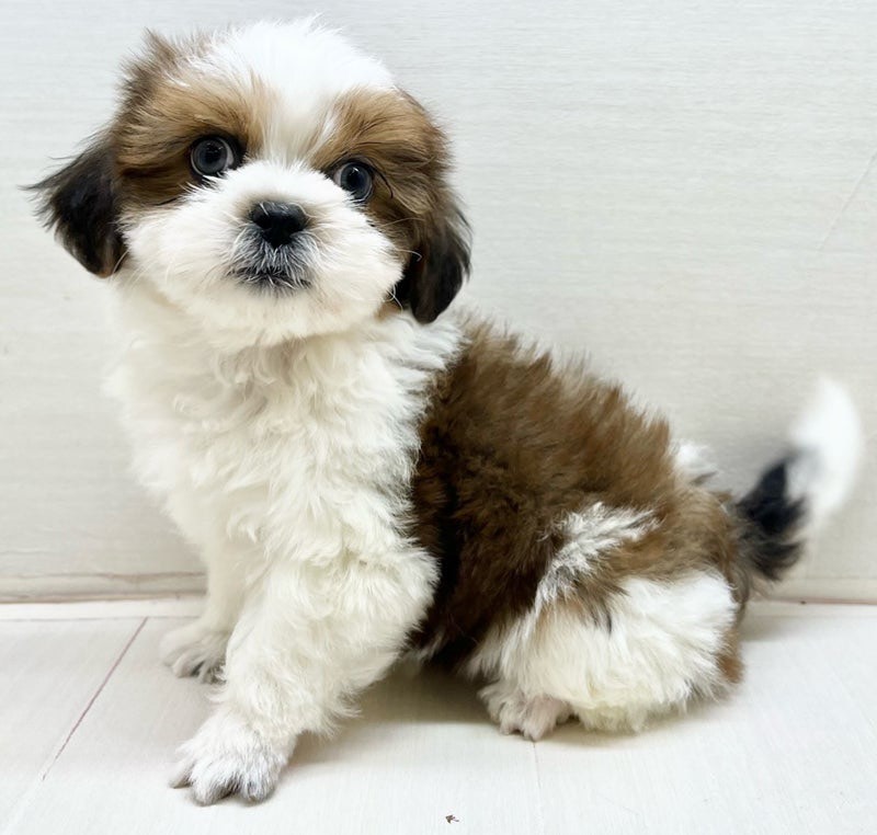 千葉県のマルチーズ×シーズー (かねだい八千代店/2025年10月18日生まれ/男の子/ホワイト)の子犬の1枚目の画像
