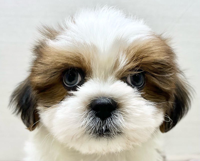 千葉県のマルチーズ×シーズー (かねだい八千代店/2025年10月18日生まれ/男の子/ホワイト)の子犬の2枚目の画像