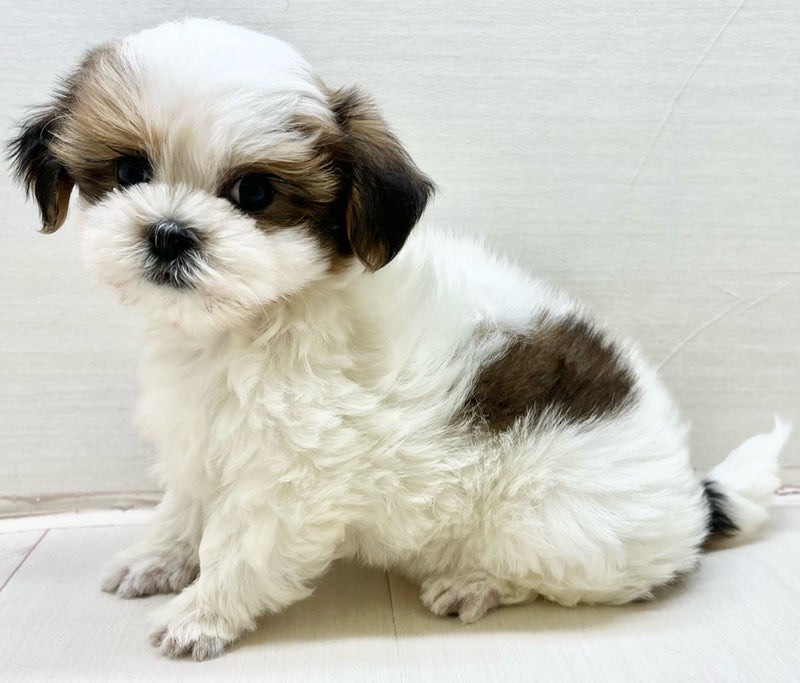 千葉県のマルチーズ×シーズー (かねだい八千代店/2025年10月18日生まれ/女の子/ホワイト)の子犬の1枚目の画像