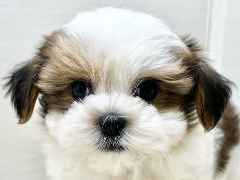 千葉県のマルチーズ×シーズー (かねだい八千代店/2025年10月18日生まれ/女の子/ホワイト)の子犬の2枚目の画像