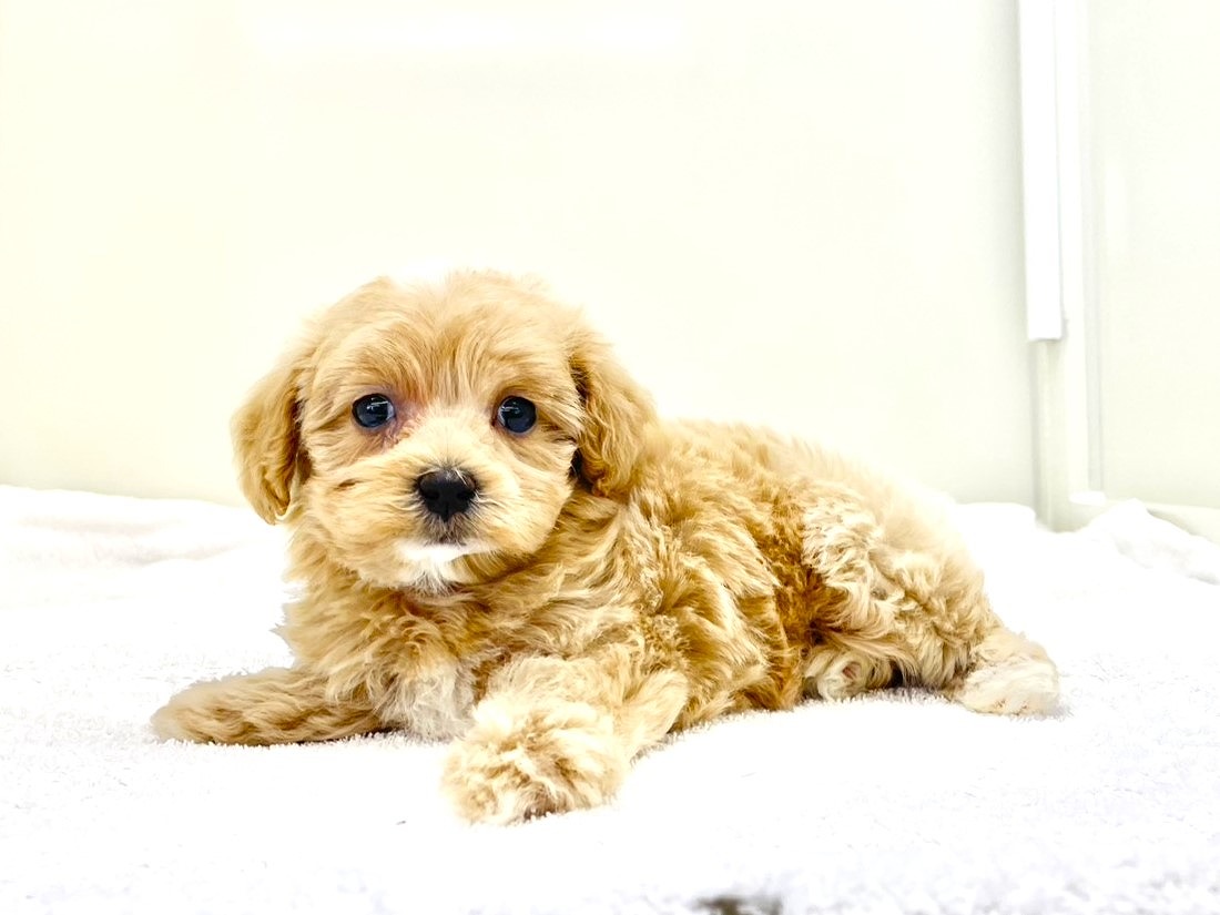 東京都のマルプー(マルチーズ×プードル) (かねだい本町田店/2025年10月18日生まれ/女の子/アプリコットホワイト)の子犬の1枚目の画像