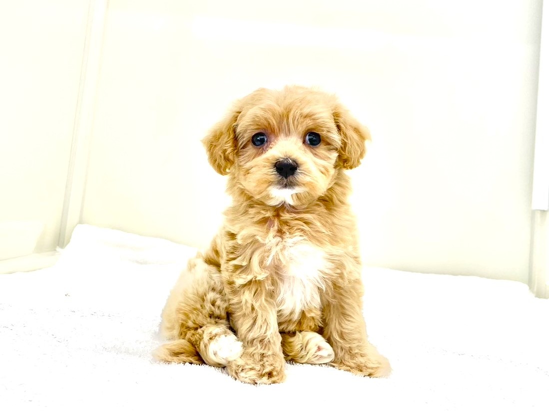 東京都のマルプー(マルチーズ×プードル) (かねだい本町田店/2025年10月18日生まれ/女の子/アプリコットホワイト)の子犬の2枚目の画像