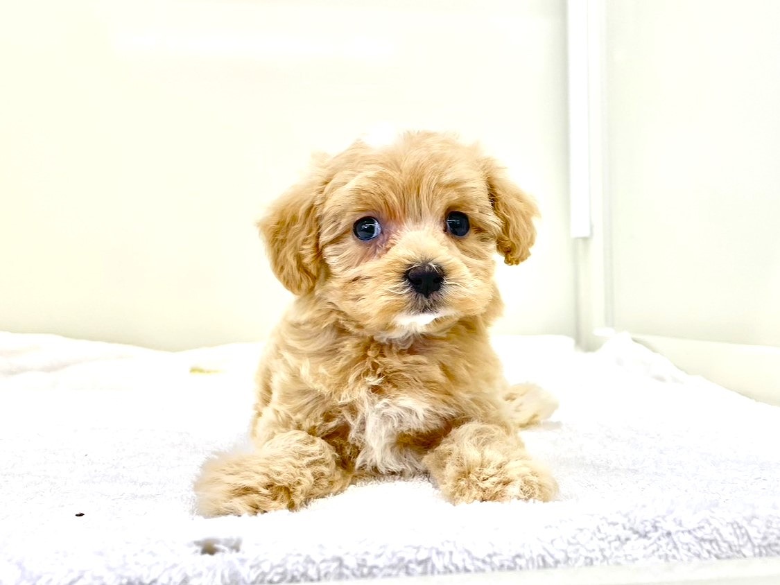 東京都のマルプー(マルチーズ×プードル) (かねだい本町田店/2025年10月18日生まれ/女の子/アプリコットホワイト)の子犬の3枚目の画像