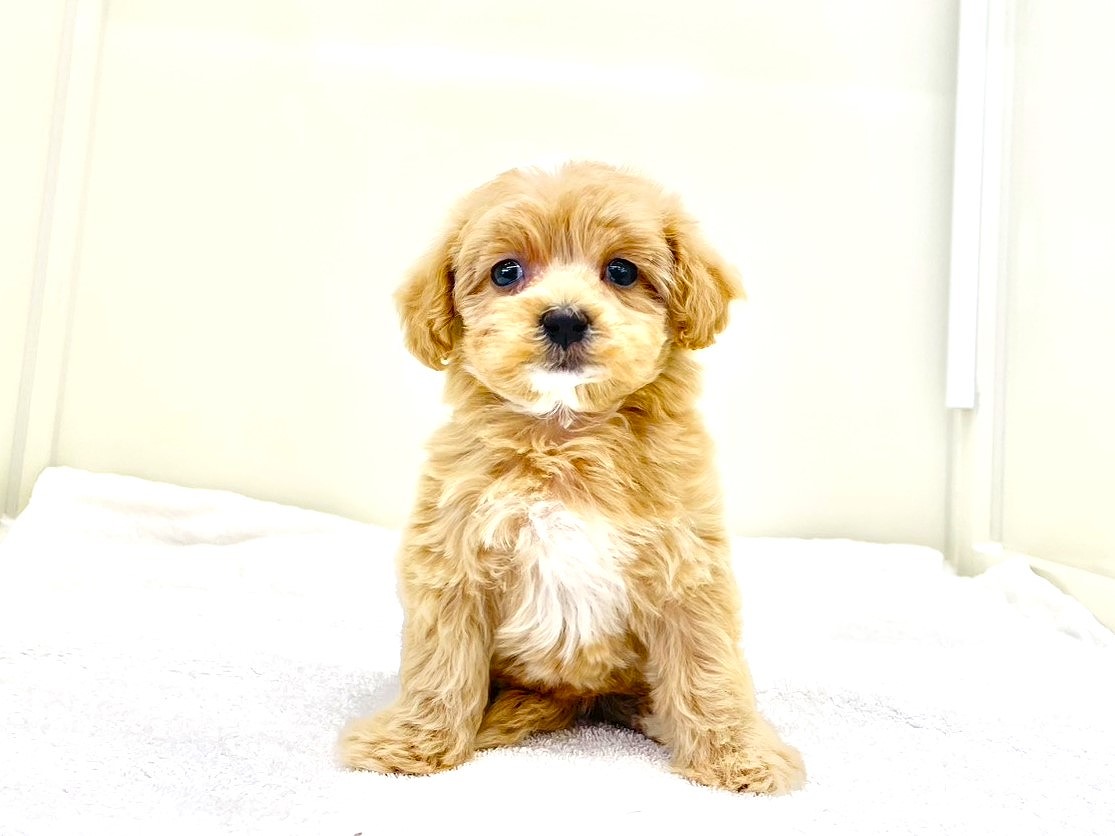 東京都のマルプー(マルチーズ×プードル) (かねだい本町田店/2025年10月18日生まれ/女の子/アプリコットホワイト)の子犬の4枚目の画像