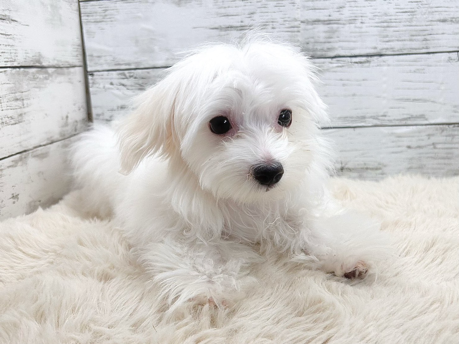 新潟県のマルチーズ (かねだいペットトライアル魚沼/2025年8月8日生まれ/男の子/ホワイト)の子犬の3枚目の画像